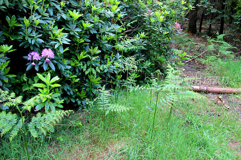 蕨类植物(蕨类植物)生长在林地的叶/叶上